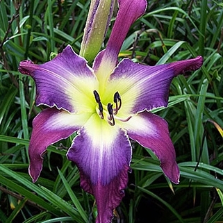Лилейник Violet Sabrewing (Вайлет Сабревинг)
