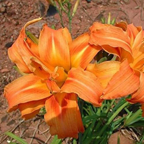 Лилейник Double Orange Zephyr (Дабл Оранж Зефир)