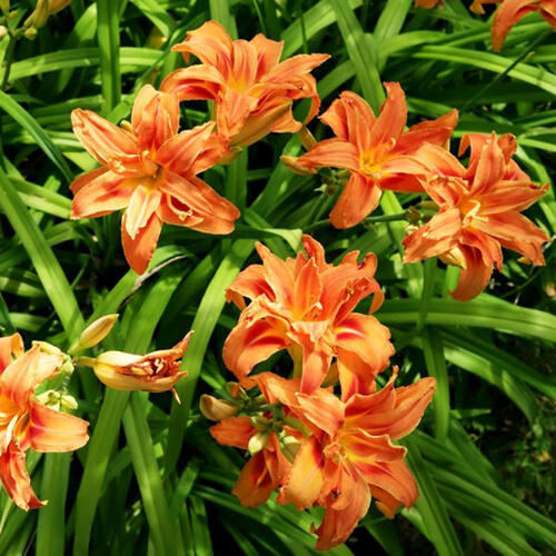 Лилейник Double Orange Zephyr (Дабл Оранж Зефир)