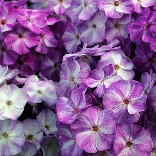 Флокс Freckle Purple Shades (Фрекл Пёпл Шейдс)