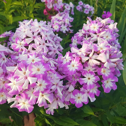 Флокс метельчатый Lunnyi Kamen (Лунный Камень)
