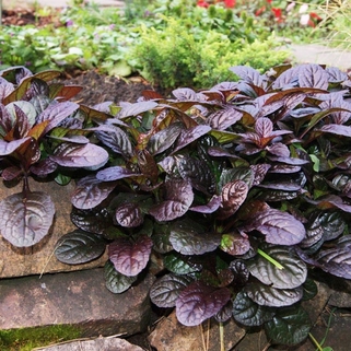 Живучка Atropurpurea (Атропурпуриа)