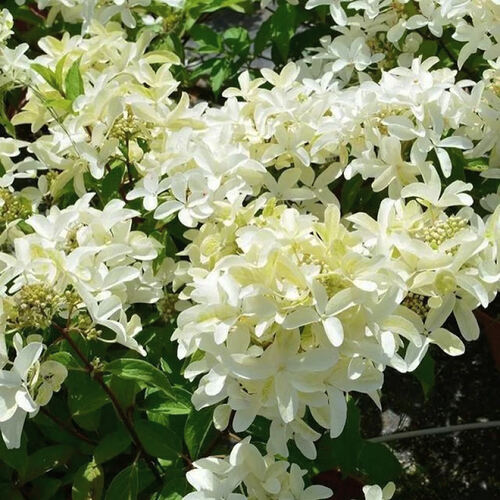 Гортензия метельчатая Star Rose (Стар Роуз)