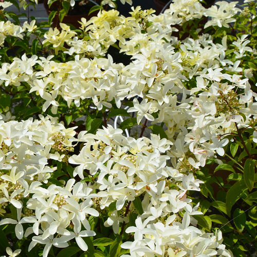 Гортензия метельчатая Star Rose (Стар Роуз)