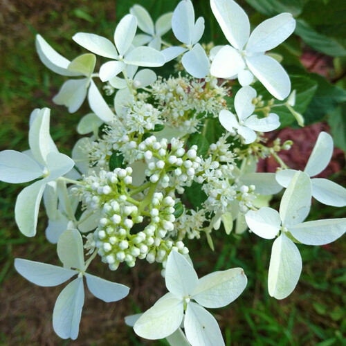 Гортензия метельчатая Star Rose (Стар Роуз)