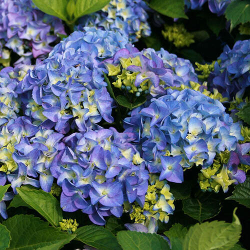 Гортензия крупнолистная Blaumeise (Блаумайз)