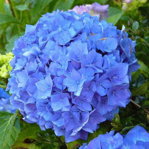 Гортензия крупнолистная Blaumeise (Блаумайз)