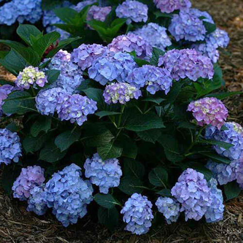 Гортензия крупнолистная Blaumeise (Блаумайз)
