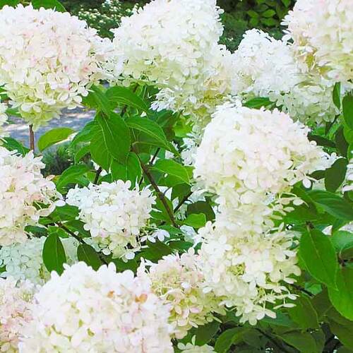 Гортензия метельчатая Grandiflora  (Грандифлора)