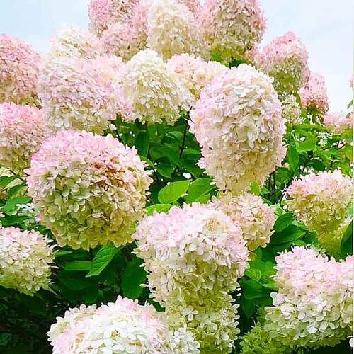 Гортензия метельчатая Grandiflora  (Грандифлора)
