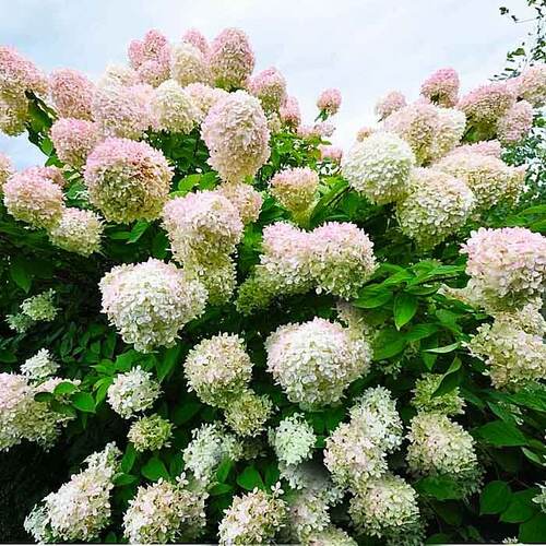 Гортензия метельчатая Grandiflora  (Грандифлора)