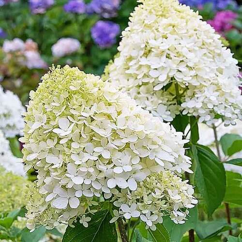 Гортензия метельчатая Grandiflora  (Грандифлора)