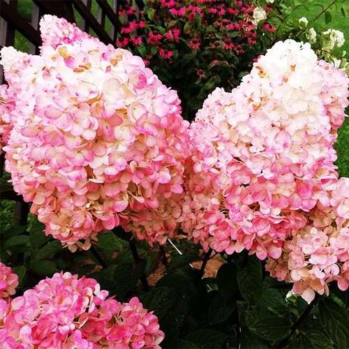 Гортензия метельчатая Magical Sweet Summer (Мэджик Свит Саммер)