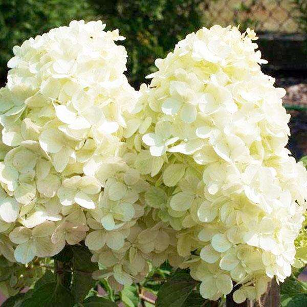 Гортензия Белый Медведь Фото И Описание