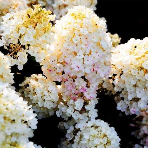 Гортензия метельчатая Little Blossom (Литтл Блоссом)