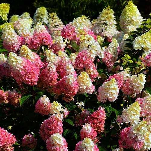 Гортензия метельчатая Little Blossom (Литтл Блоссом)