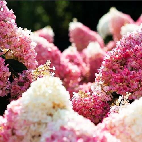 Гортензия метельчатая Little Blossom (Литтл Блоссом)