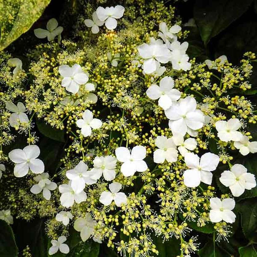 Миранда цветок садовый фото и описание