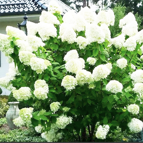 Гортензия метельчатая Prim White (Прим Вайт)