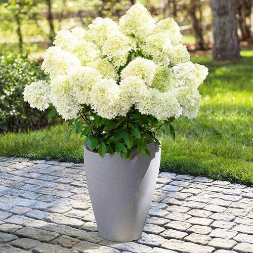 Гортензия метельчатая Prim White (Прим Вайт)