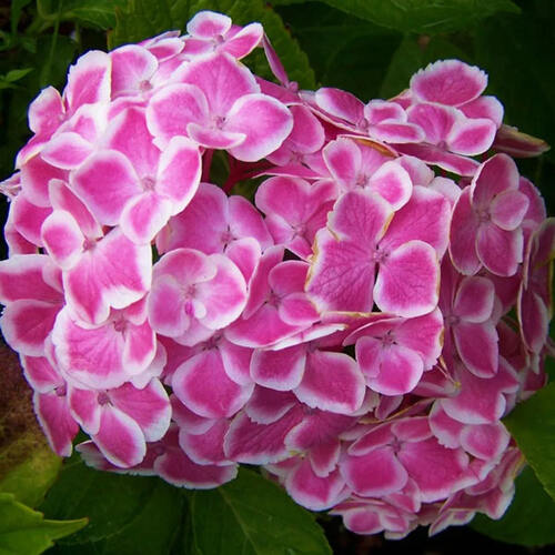 Гортензия крупнолистная NHS Sweety Pink (Свити Пинк)