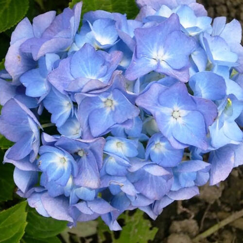 Гортензия крупнолистная Forever  Ever Blue (Фореве Эве Блю)