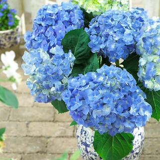 Гортензия крупнолистная Forever  Ever Blue (Фореве Эве Блю)