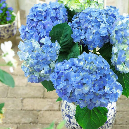 Гортензия крупнолистная Forever  Ever Blue (Фореве Эве Блю)