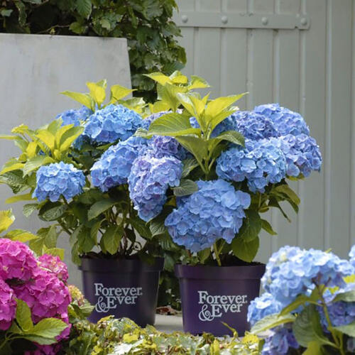 Гортензия крупнолистная Forever  Ever Blue (Фореве Эве Блю)