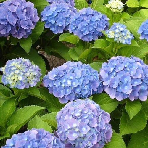 Гортензия крупнолистная Forever  Ever Blue (Фореве Эве Блю)