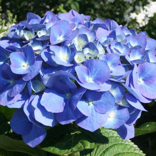 Гортензия крупнолистная Forever  Ever Blue (Фореве Эве Блю)