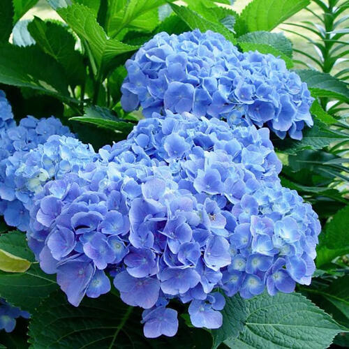 Гортензия крупнолистная Forever  Ever Blue (Фореве Эве Блю)