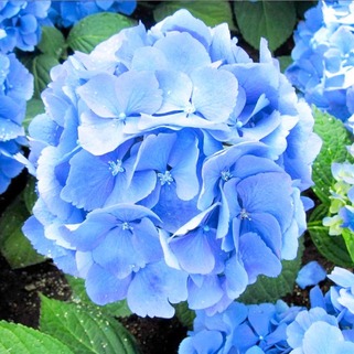 Гортензия крупнолистная Florentina Blue (Флорентина Блю)