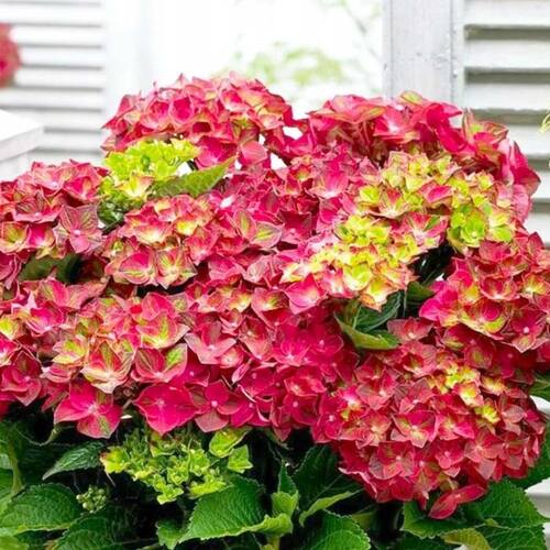 Гортензия крупнолистная Royal Red (Роял Ред)