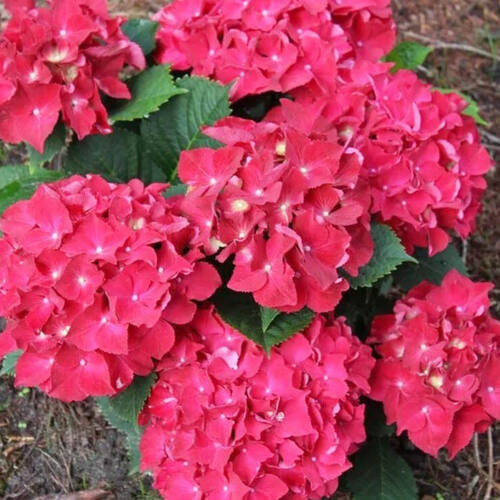 Гортензия крупнолистная Royal Red (Роял Ред)