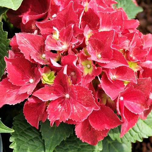 Гортензия крупнолистная Royal Red (Роял Ред)