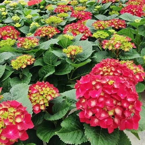 Гортензия крупнолистная Royal Red (Роял Ред)