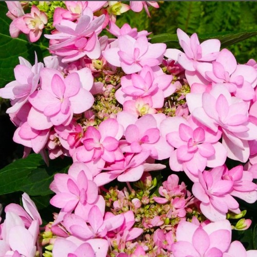 Гортензия крупнолистная Floria Pink (Флориа Пинк)