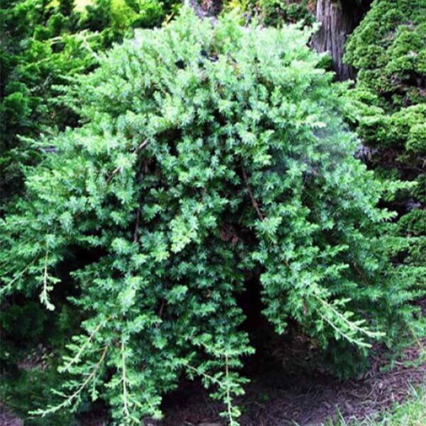 можжевельник блю пацифик. можжевельник прибрежный блю пасифик. можжевельник конферта блю пацифик. можжевельник блю пасифик. можжевельник конферта блю пацифик.