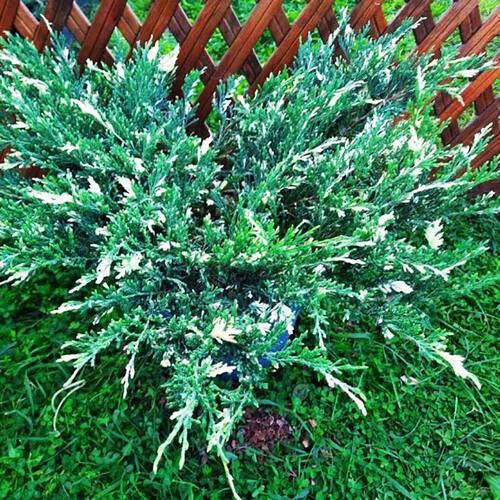 Можжевельник горизонтальный Andorra Variegata (Андора Вариегата)