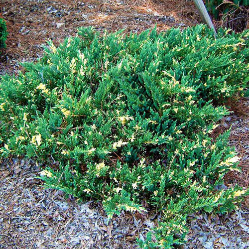 Можжевельник горизонтальный Andorra Variegata (Андора Вариегата)