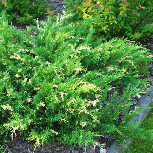 Можжевельник горизонтальный Andorra Variegata (Андора Вариегата)