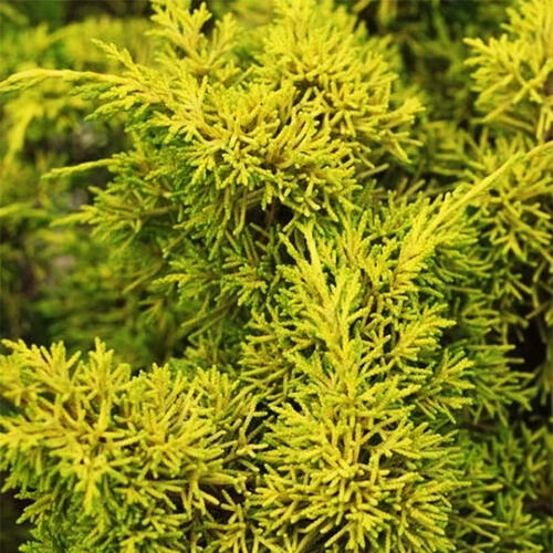 Можжевельник китайский Plumosa Aurea (Плюмоза Ауреа)