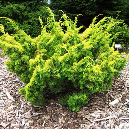 Можжевельник китайский Plumosa Aurea (Плюмоза Ауреа)