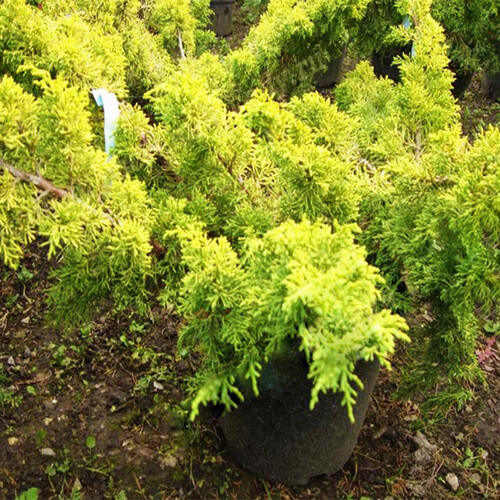 Можжевельник китайский Plumosa Aurea (Плюмоза Ауреа)