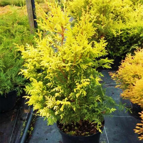 Можжевельник китайский Plumosa Aurea (Плюмоза Ауреа)