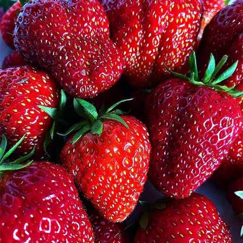 Клубника среднеспелая Мармелада