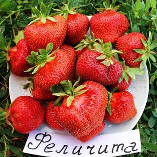 Земляника Феличита