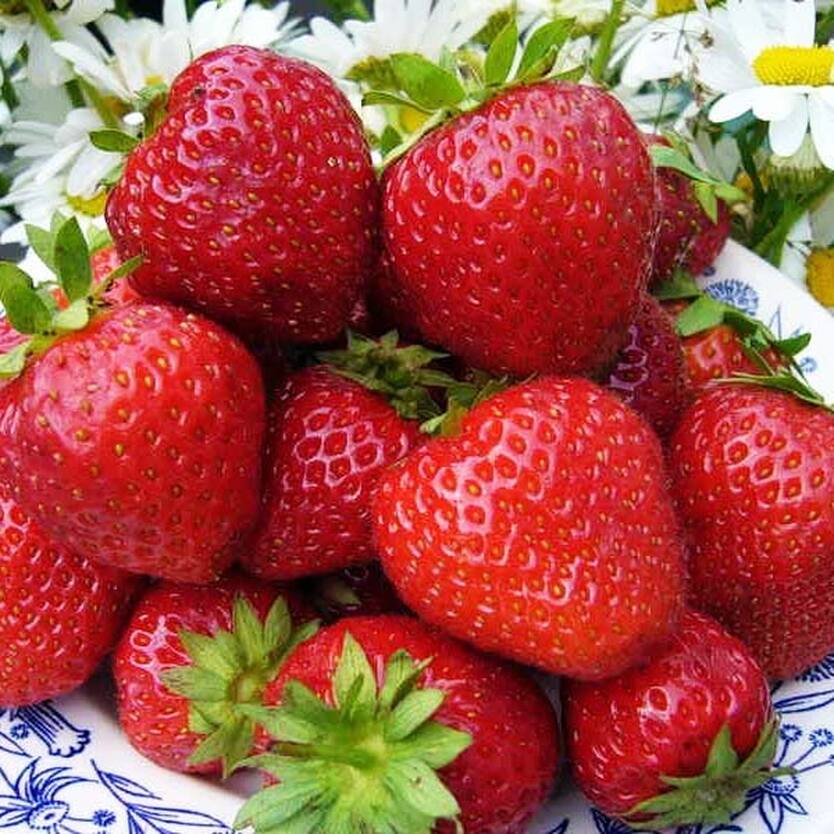 Рассада клубники окс. Клубника сорт сластена. Клубника настена сластена описание сорта. Клубника сорт сластена. Клубника сорт сластена.