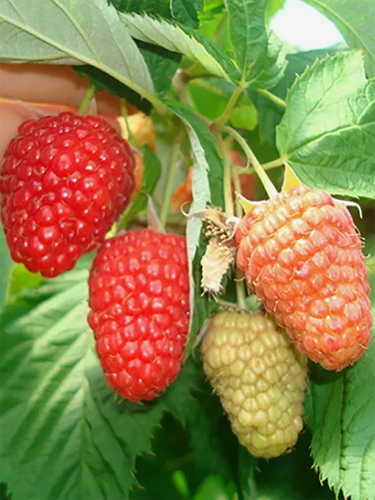 Малина ремонтантная Лагорай Плюс